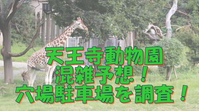 天王寺動物園2023混雑予想！穴場駐車場を調査！