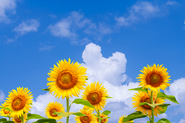 夏